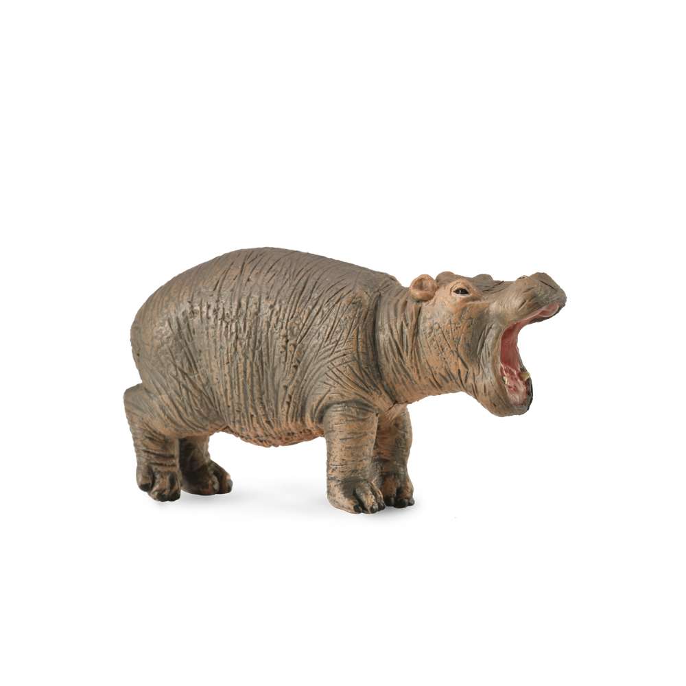 Hippopotamus Calf