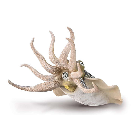 Common Cuttlefish