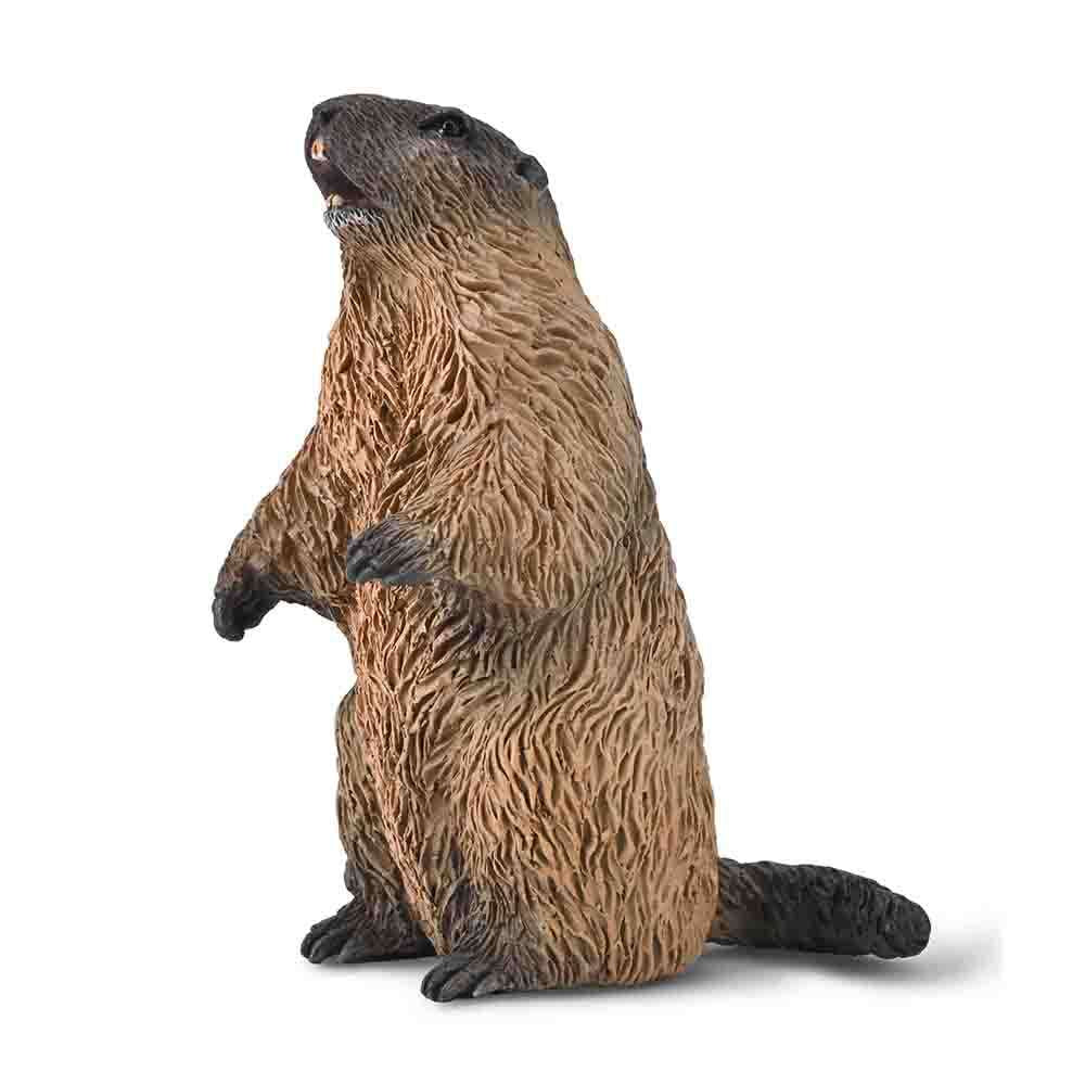 Marmot