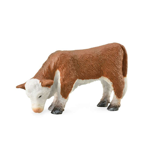 Hereford Calf Grazing