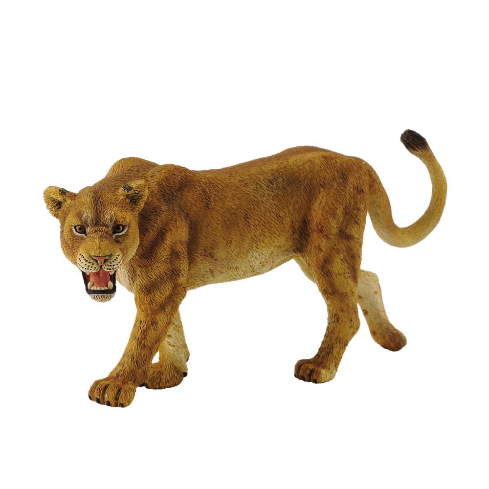 Lioness