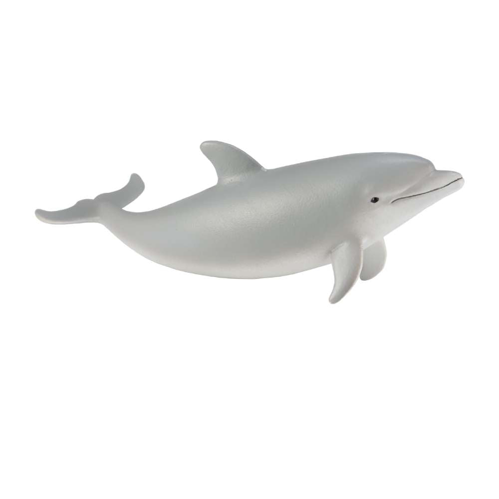 Bottlenose Dolphin Calf