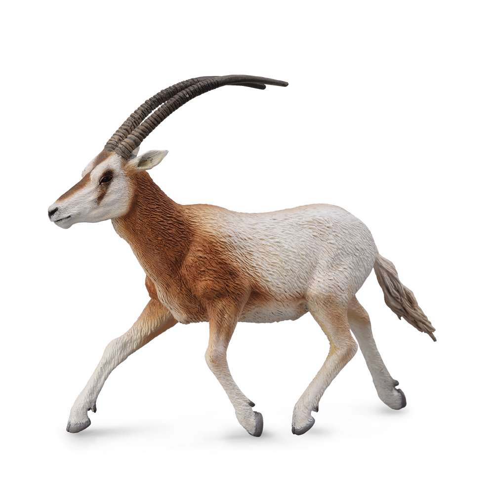 Scimitar Horned Oryx