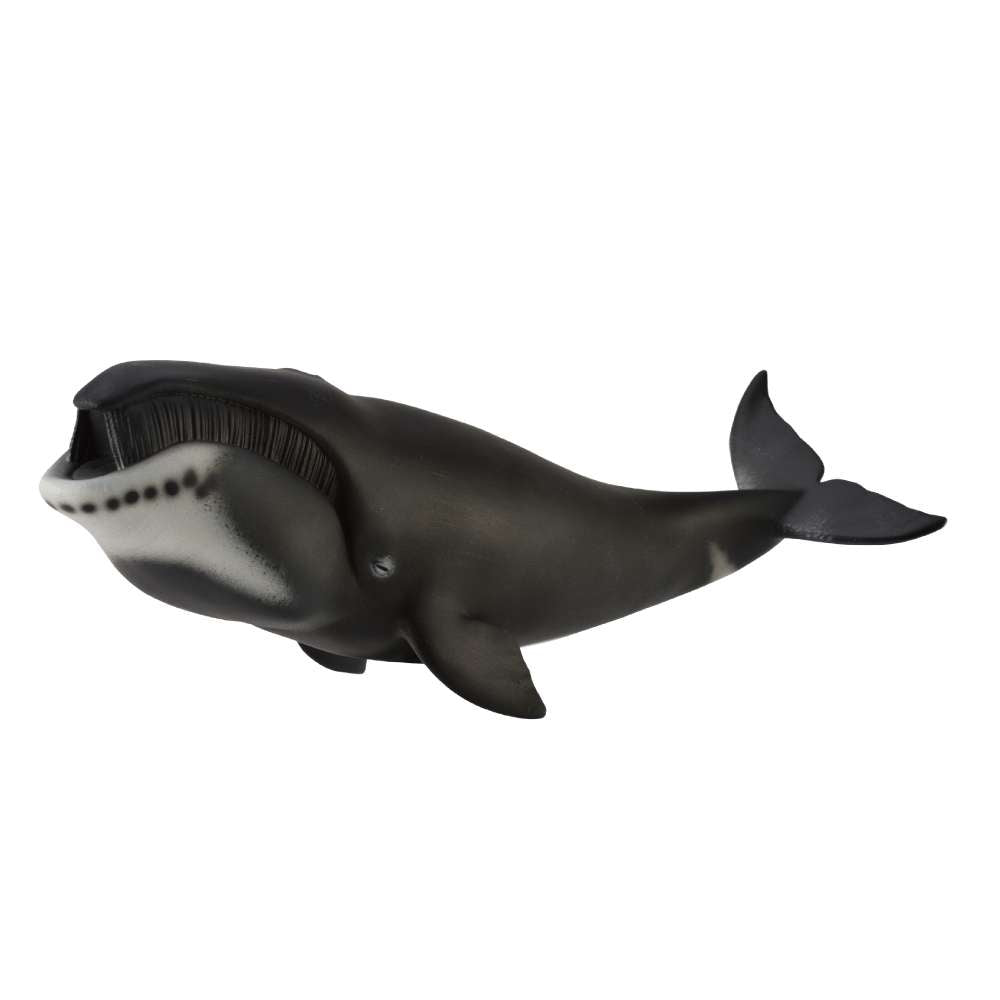 Bowhead Whale
