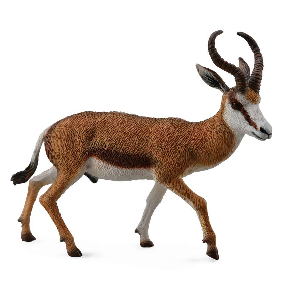 Springbok