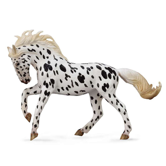 Knabstrupper Mare Black Leopard