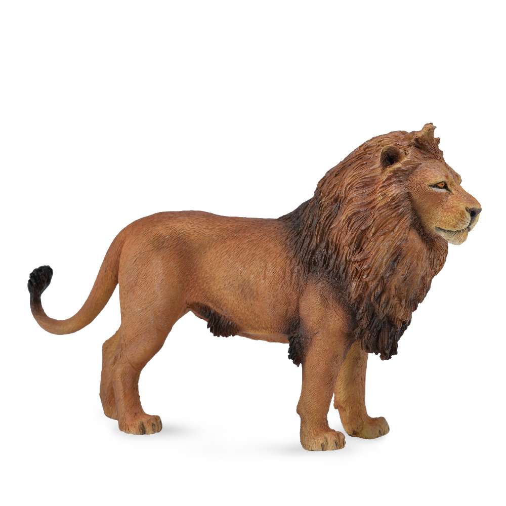 African Lion