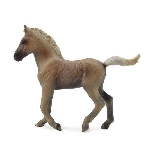 Rocky Mountain Foal