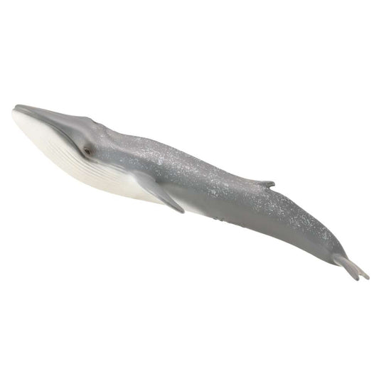 Blue Whale