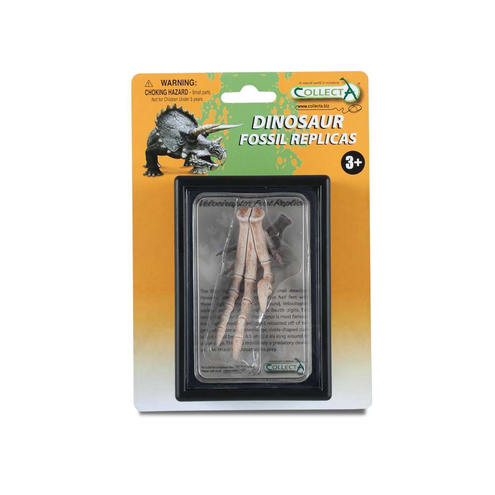 Foot Replica Of Velociraptor In Display Case
